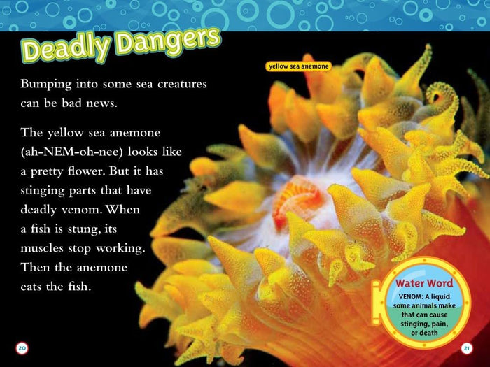 National Geographic Kids Ocean Life Six Book Set : Weird Sea Creatures, Dolphins,Coral Reefs, At the Beach, Sea Turtles, Great Migrations: Whales